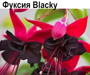 Фуксия Blacky амп