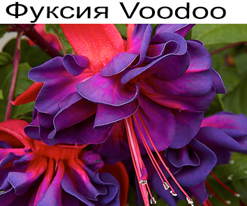 Фуксия Voodoo куст