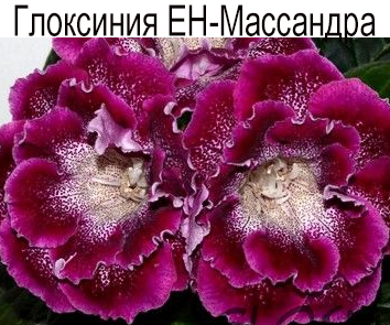 Глоксиния ЕН-Массандра