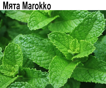 Мята Марокканская