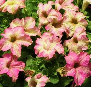 Петуния крупноцветковая (Petunia grandiflora F1) Sophistica Antique Shade, 50 драже
