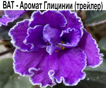 ВаТ-Аромат Глицинии (Т. Валькова) стандартный трейлер