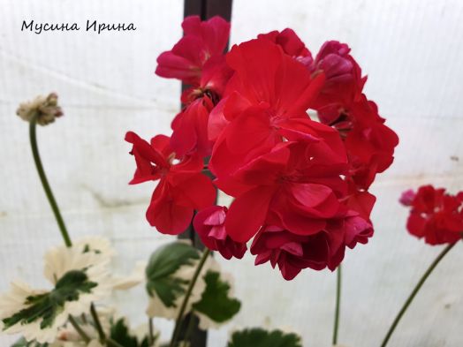 Warrenorth Smokey Quartz № 0763