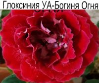 Глоксиния УА-Богиня Огня