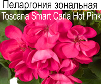 Пеларгония зональная Smart Hot Pink (Carla)