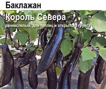 Баклажан Король Севера