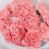 15 розовых диантусов