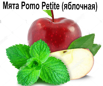Мята Pomo Petite (яблоко)
