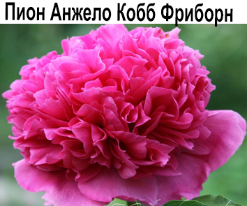 Пион крупноцветковый Анжело Кобб Фриборн