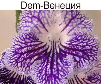 Dem-Венеция