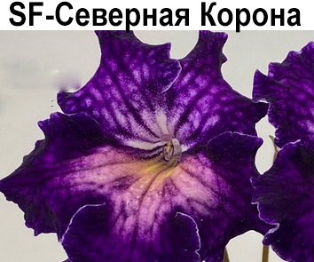 SF-Северная Корона