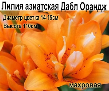 Лилия азиатская Дабл Оранж