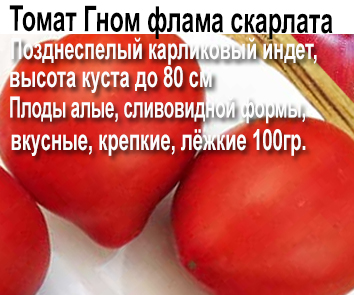 Томат Гном флама скарлата