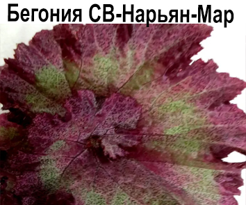 Бегония СВ-Нарьян-Мар