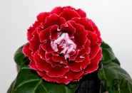 ЕН-Будь Любима (сел.Е.Николаева) Новинка 2025!