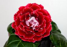 ЕН-Будь Любима (сел.Е.Николаева) Новинка 2025!