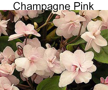 Champagne Pink