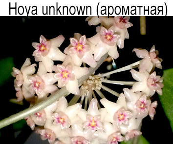 Хойя unknown (ароматная)