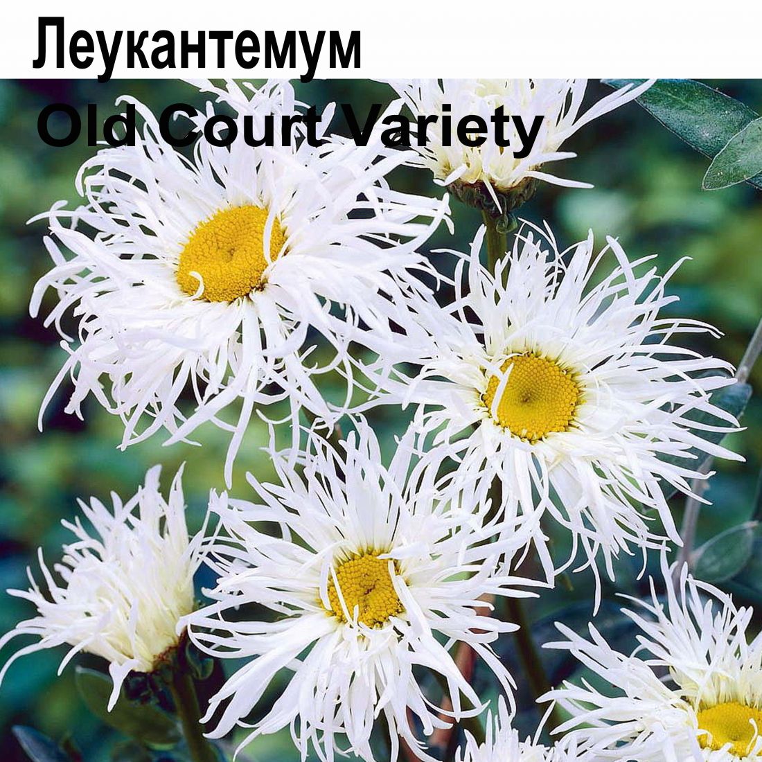 Леукантемум (ромашка) Old Court Variety многолетник