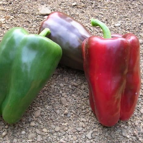 Перец сладкий Адиге F1, 50шт семян