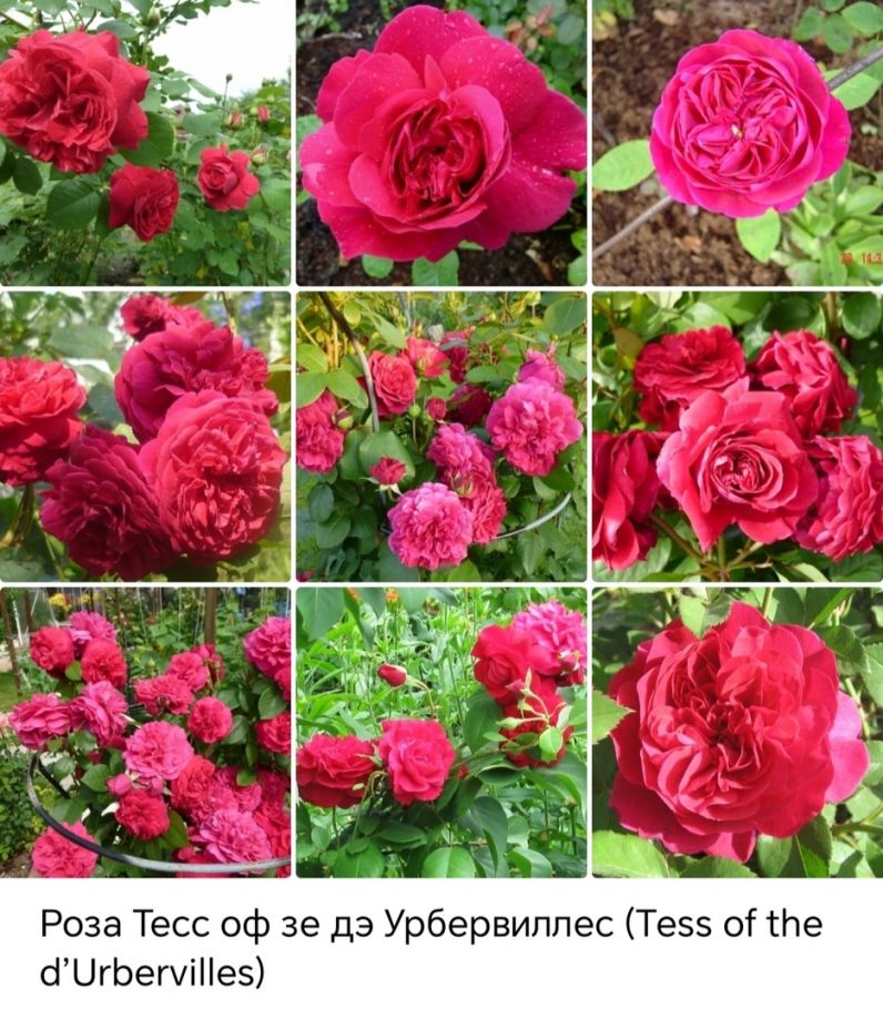 Тесс оф зе Дэрбервилль