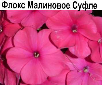 Флокс Малиновое Суфле