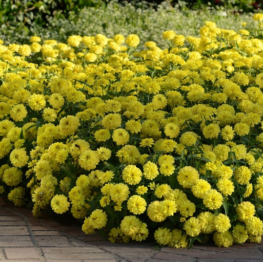 Цинния мариландская (Zinnia marylandica) Zahara Double Yellow, 50 семян