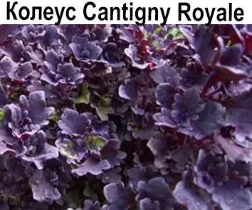 Колеус Cantigny Royale