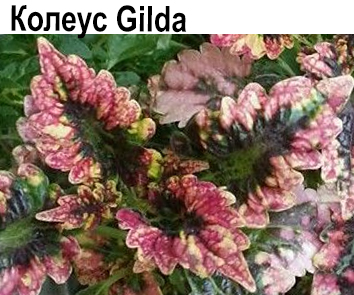 Колеус Gildа