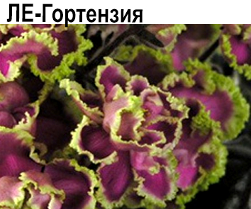 ЛЕ-Гортензия (Лебецкая)  НОВИНКА КАТАЛОГА!