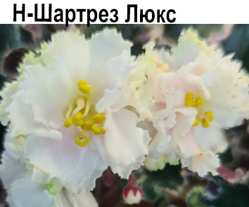 Н-Шартрез  Люкс (Бердникова)