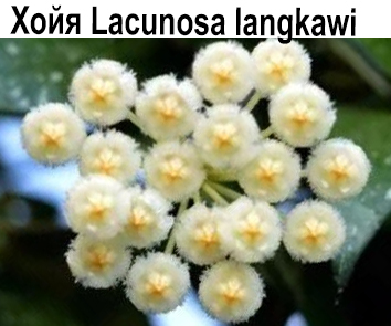 Хойя Lacunosa  Langkawi НОВИНКА КАТАЛОГА!