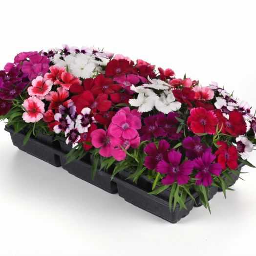 Гвоздика китайская (Dianthus chinensis F1) Corona Mix, 50 драже