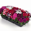 gvozdika-kitajskaya-dianthus-chinensis-f1-corona-mix-50-drazhe.jpg