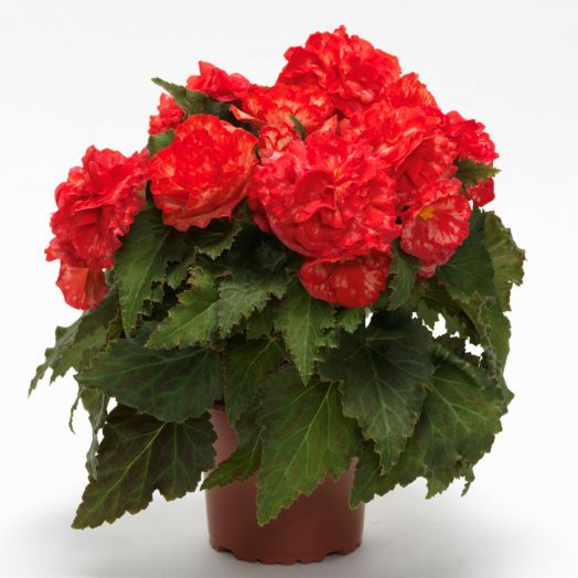 Бегония клубневая (Begonia tuberosa) On Top Polka Dot, 25 драже