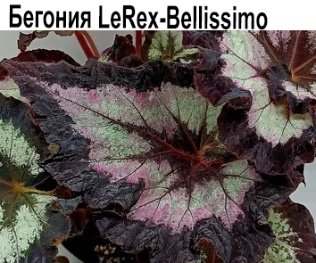 Le-Rex-Belissimo