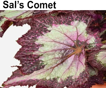 Бегония Sal's Comet  НОВИНКА