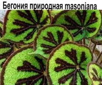 Бегония природная begonia masoniana