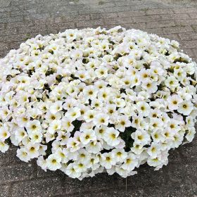 Петхоа BEAUTICAL Pearl White