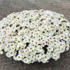 Петхоа BEAUTICAL Pearl White