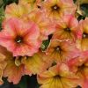 ПЕТУНИЯ CRAZYTUNIA Terracotta