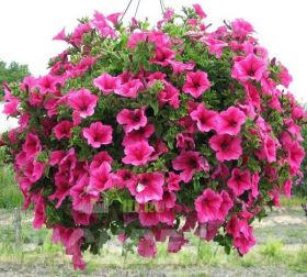 СУРФИНИЯ SURFINIA Hot Pink