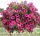 СУРФИНИЯ SURFINIA Hot Pink