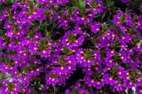 Сцевола SURDIVA Deep Blue Violet