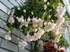 Фуксия TRAILING Pink Marshmallow