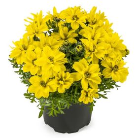 БИДЕНС Timeless Collection Sunshine Double