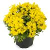 БИДЕНС Timeless Collection Sunshine Double