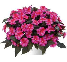 Бальзамин нг Harmony Fuchsia Cream