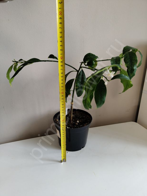 Кин Кан (с плодами)