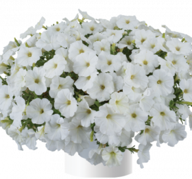 ПЕТУНИЯ Cascadias Iceberg